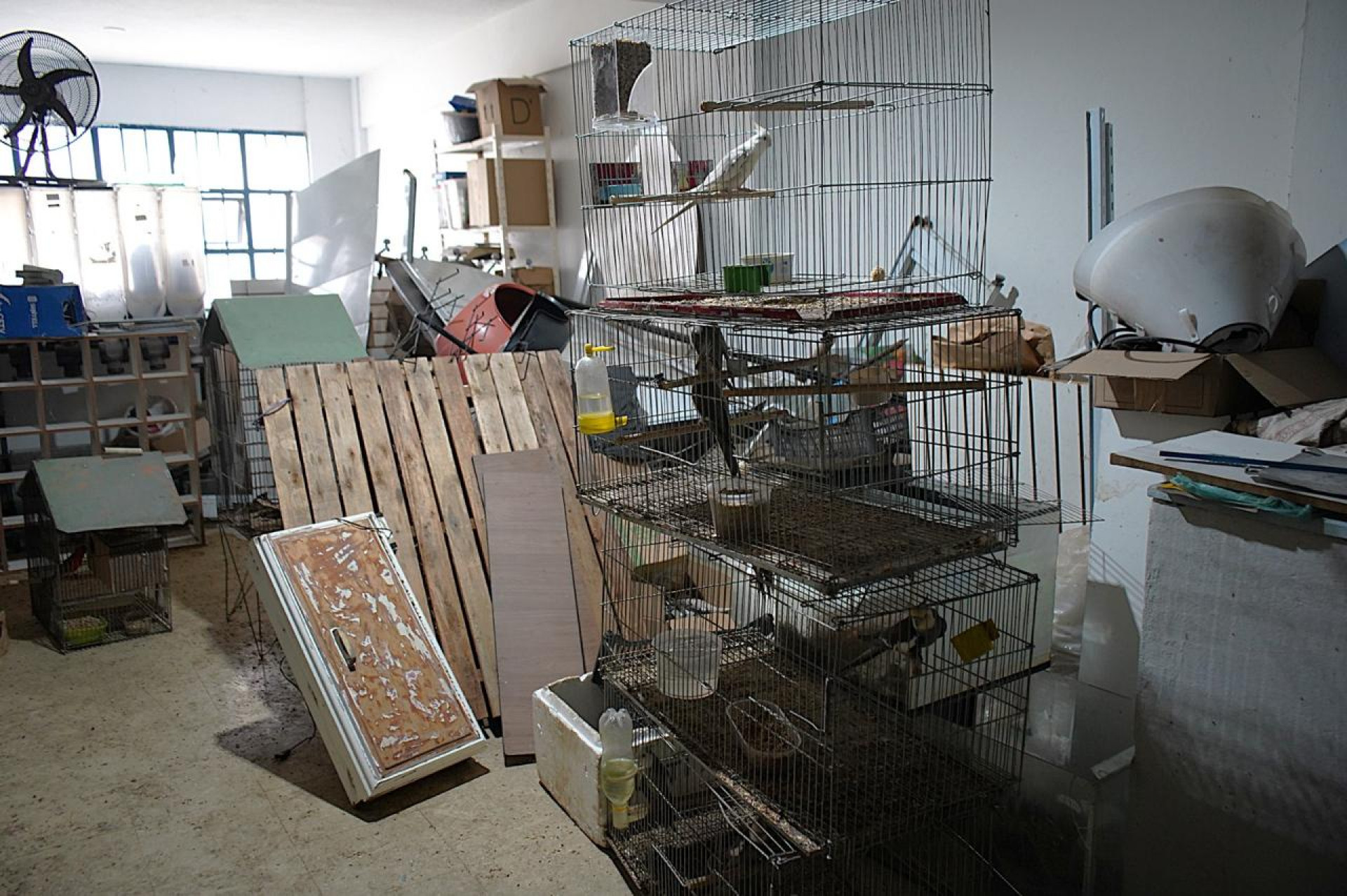 Operação 'Animal Não é Produto' apreende mais de 300 animais em Volta Redonda