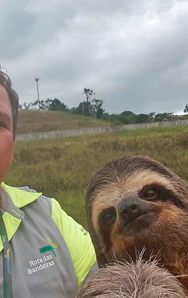O operador de tráfego Luiz Barbosa e a preguiça resgatada às margens da rodovia Dom Pedro 1º, em Igaratá