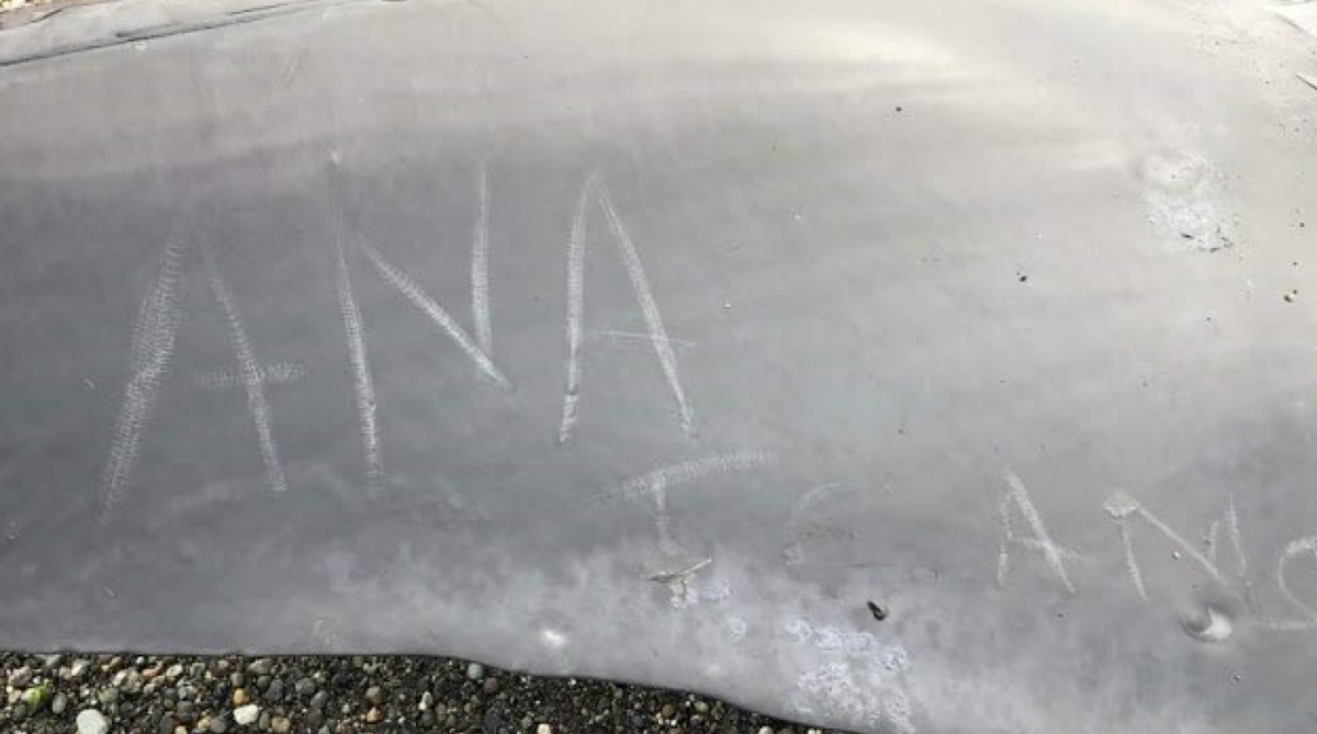 Turistas sobem para tirar selfie em corpo de baleia morta