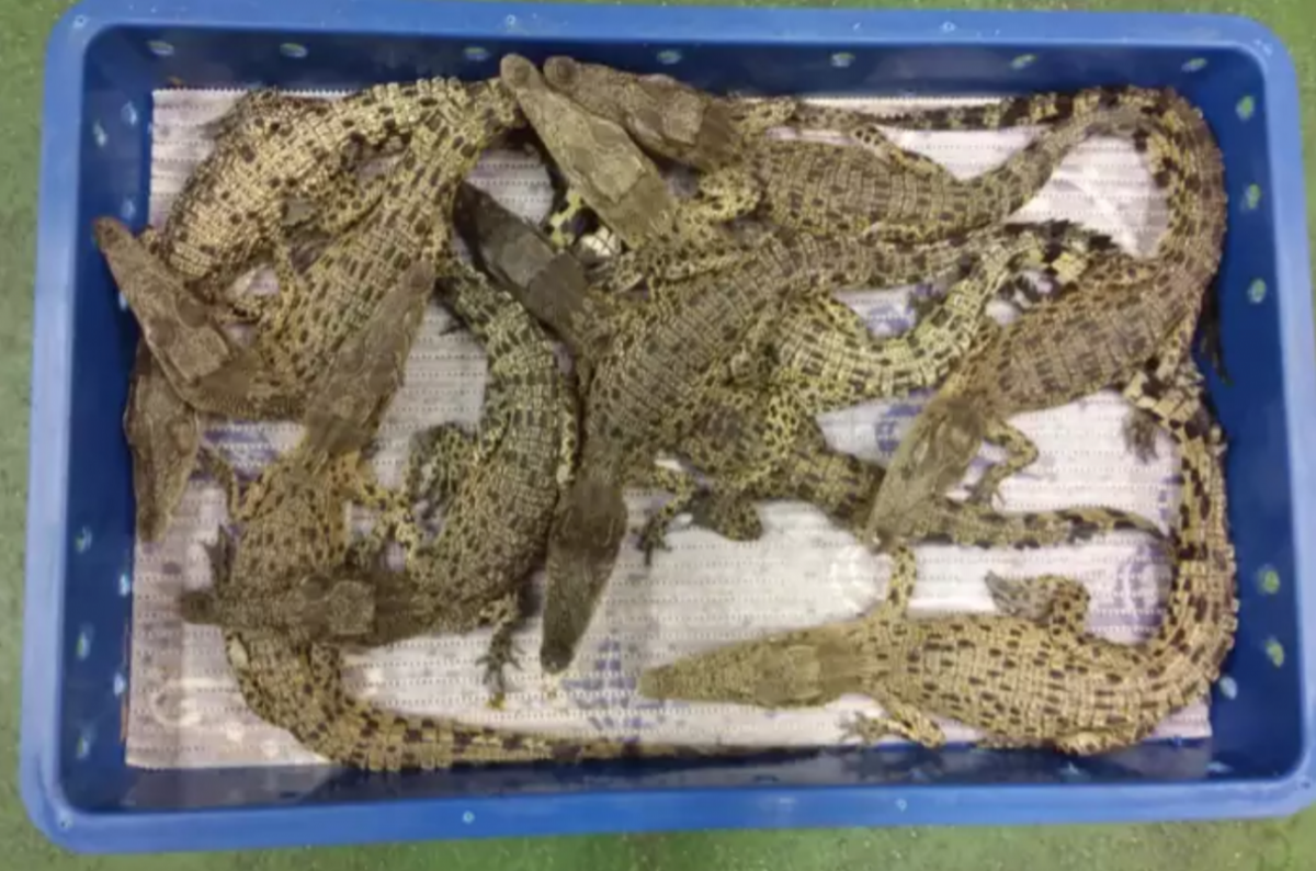 Carga com crocodilos de um ano foi confiscada - Divulgação/ Home Office/ Governo britânico