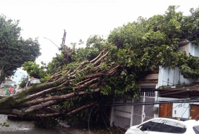 �rvore ca�da na Rua Silveira Sampaio, na Ilha do Governador