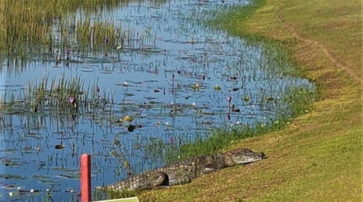 Homem se arrisca pegando jacar&eacute; pelo rabo na comunidade do Terreir&atilde;o, no Recreio dos Bandeirantes