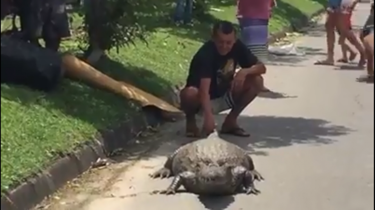 Homem se arrisca pegando jacaré pelo rabo na comunidade do Terreirão, no Recreio dos Bandeirantes