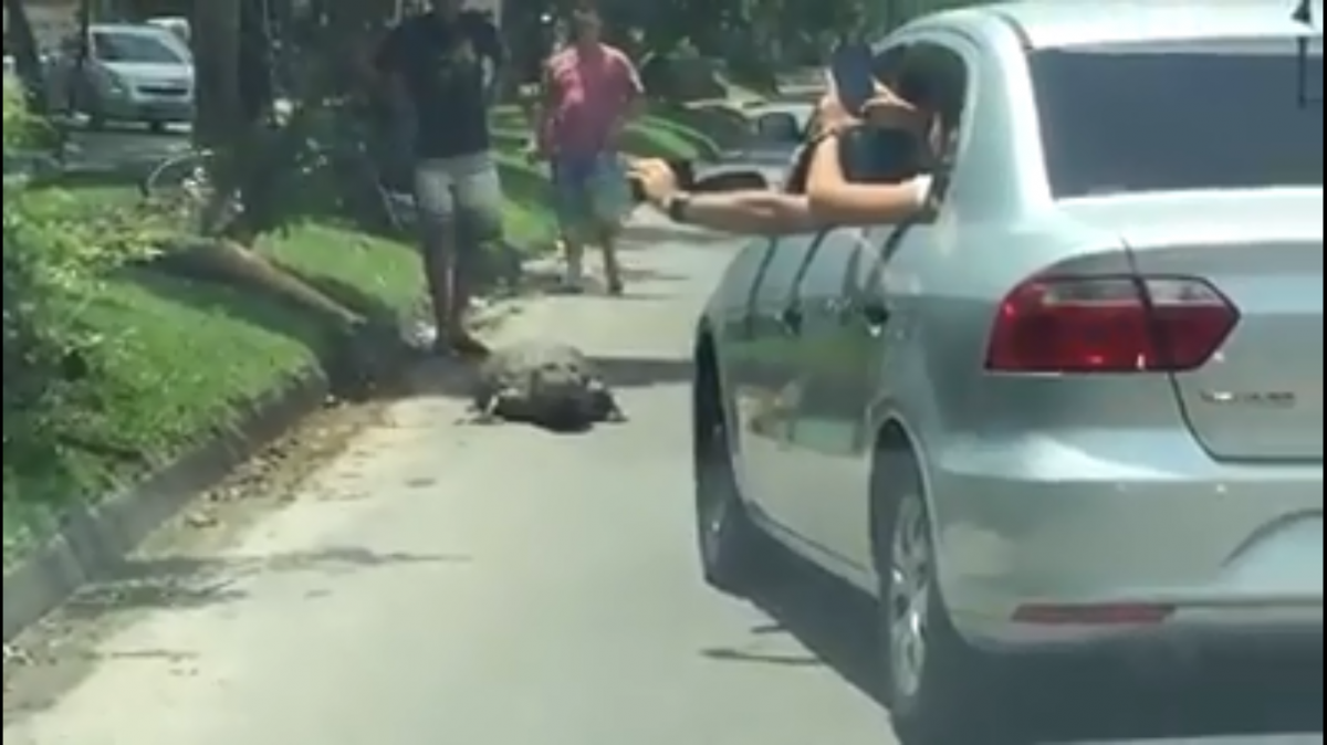Homem se arrisca pegando jacaré pelo rabo na comunidade do Terreirão, no Recreio dos Bandeirantes