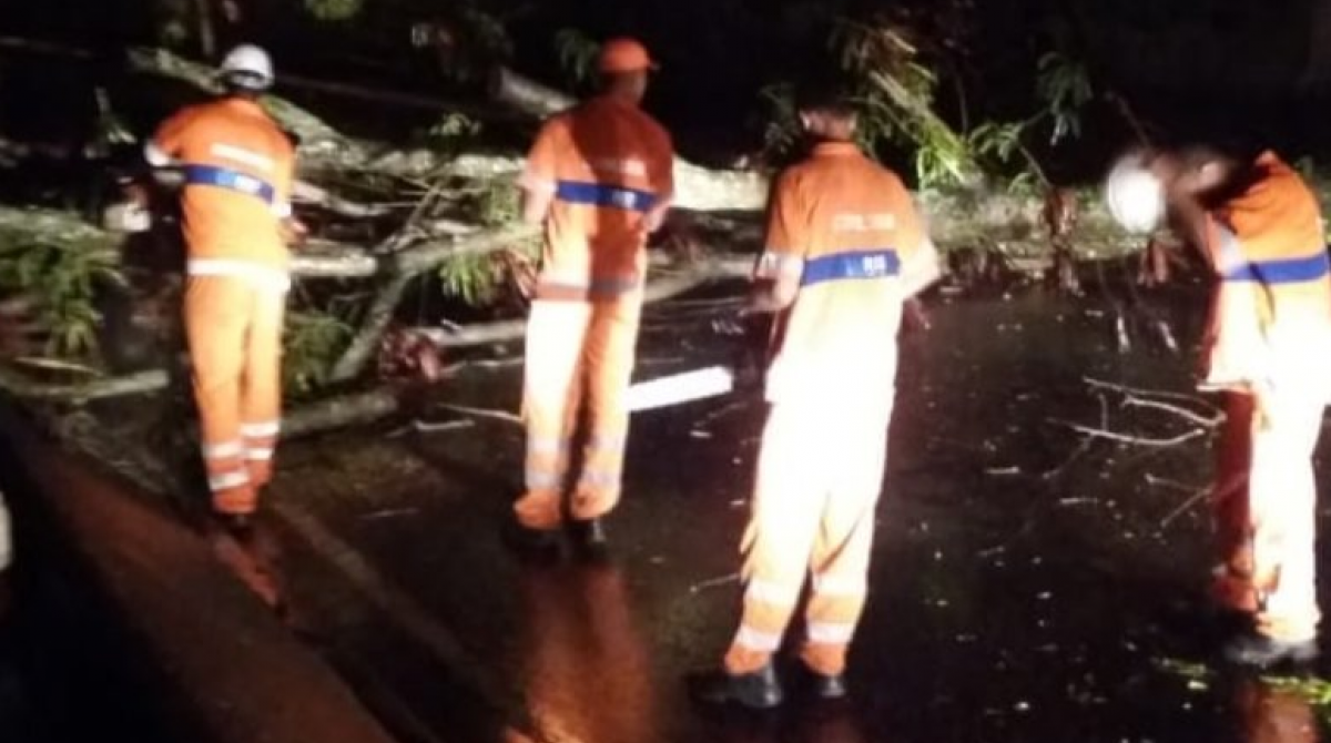 Arvora caída na Estrada da Pedra, na Zona Oeste do Rio