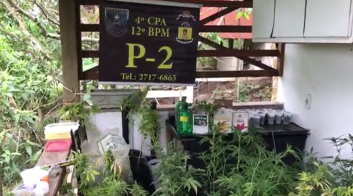 Serviço de Inteligência da Polícia Militar descobre estufa de plantação de maconha em bairro de Niterói - Reprodução/Redes sociais