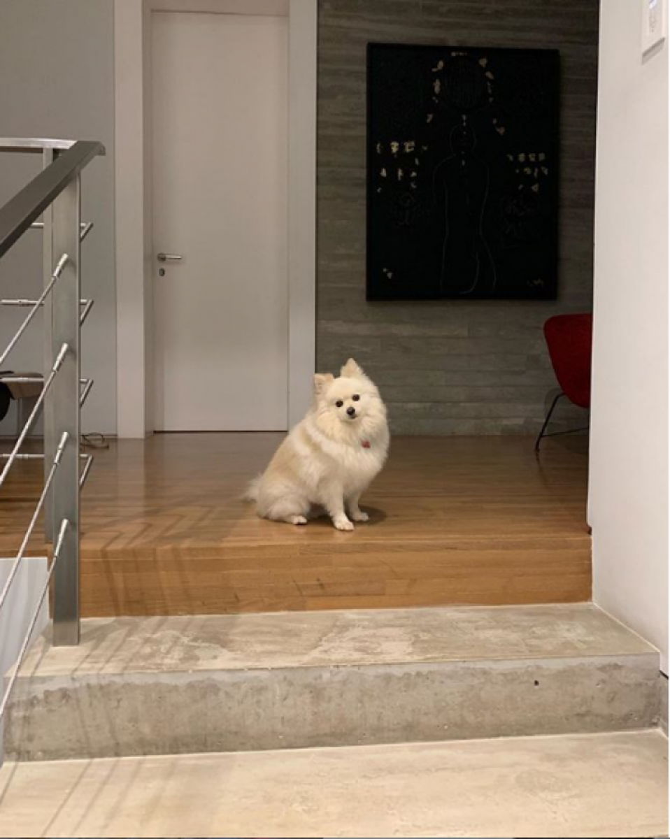 Cadela de Boechat, morto há uma semana num acidente de helicóptero, ainda aguarda o jornalista chegar em casa