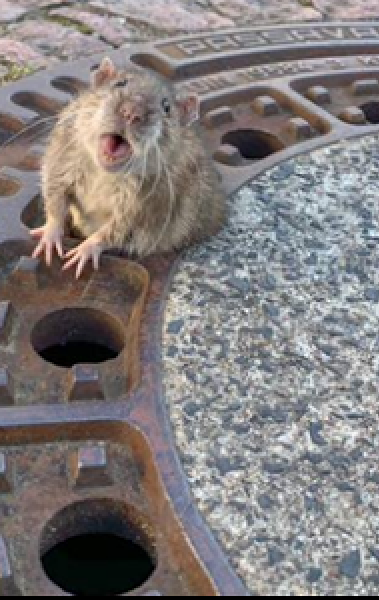 O rato gigante encontrado na Cidade do México não é um roedor de verdade -  Notícia