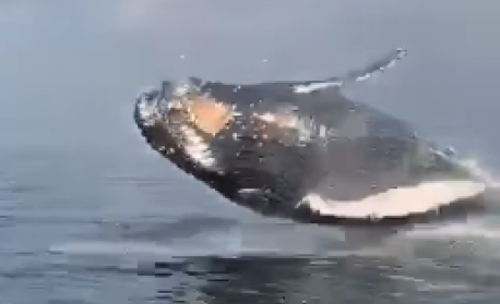 Homem sobrevive após ser abocanhado e cuspido por baleia nos EUA