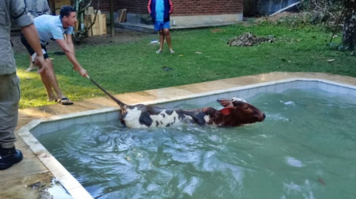 O animal foi resgatado pelos Bombeiros e deixado no local