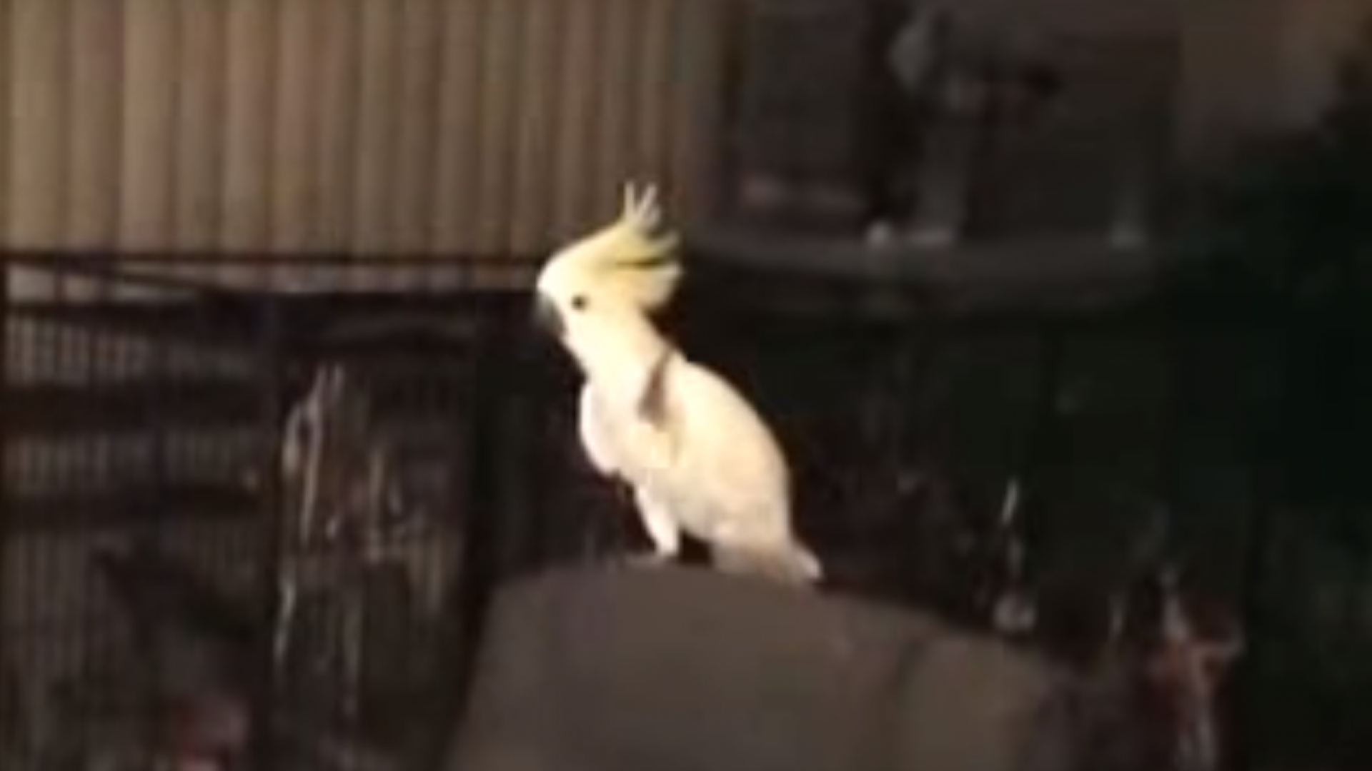 Animal aparece em v&iacute;deo do Youtube dan&ccedil;ando m&uacute;sica de Backstreet Boys