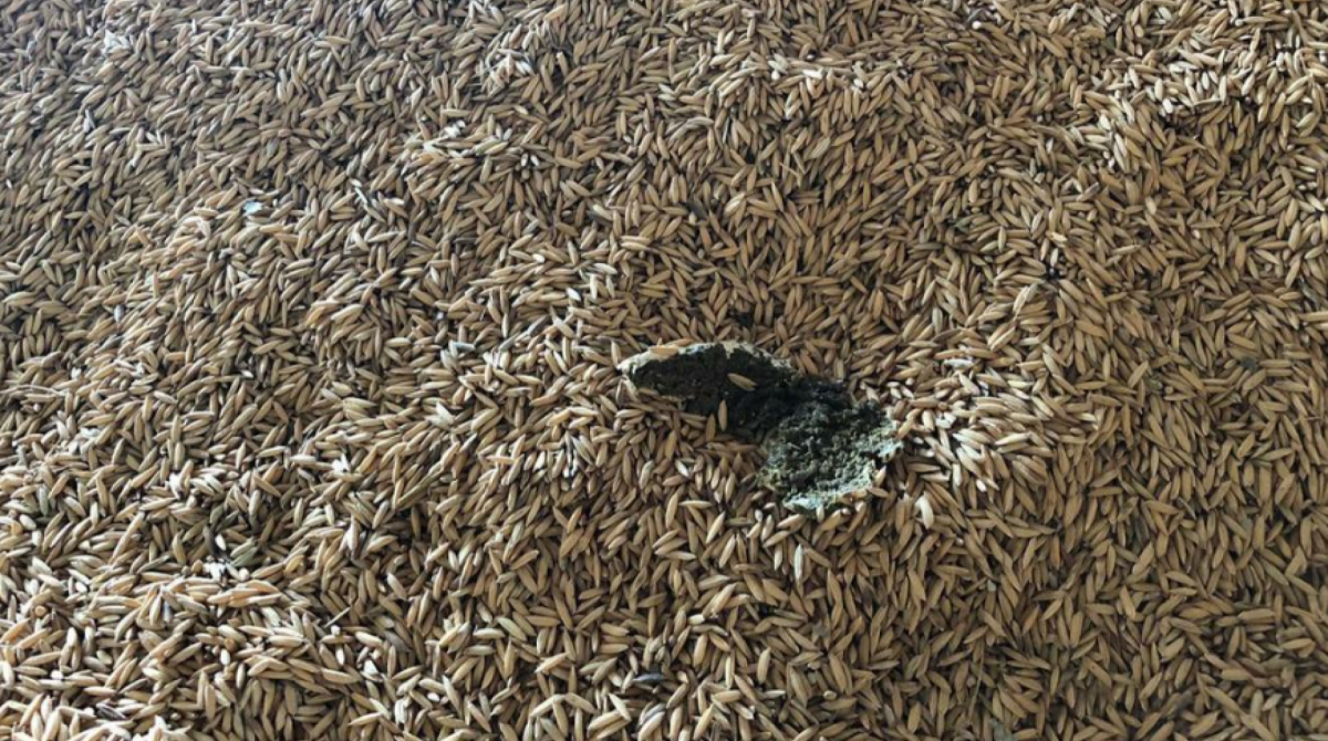 Encontrado fezes de rato e larvas no ambiente