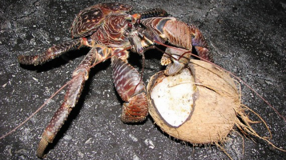 Caranguejo do coco - Reprodução