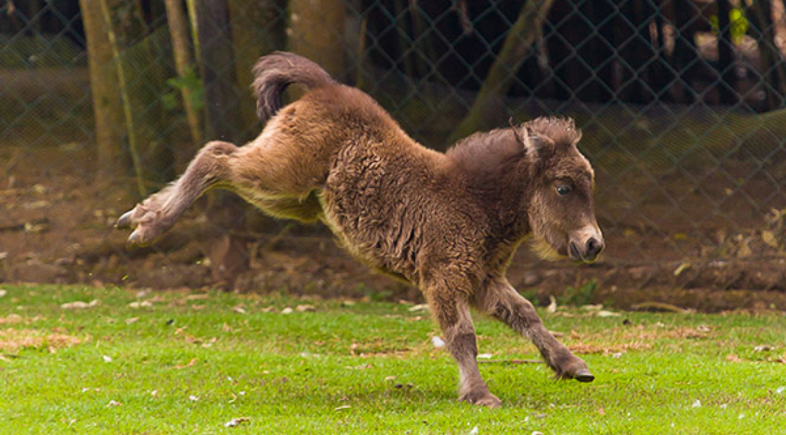 Aventuras Maternas: Lives, historinhas e entrevistas com Lekolé