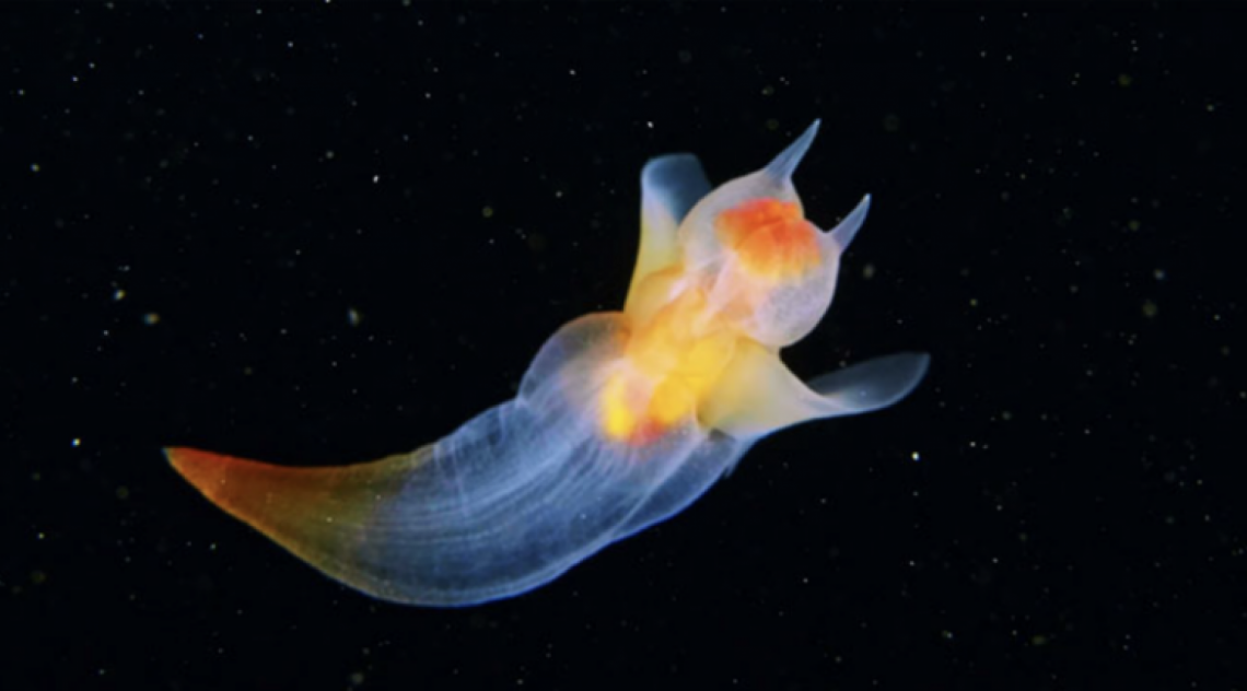 Anjo do mar  - Reprodução