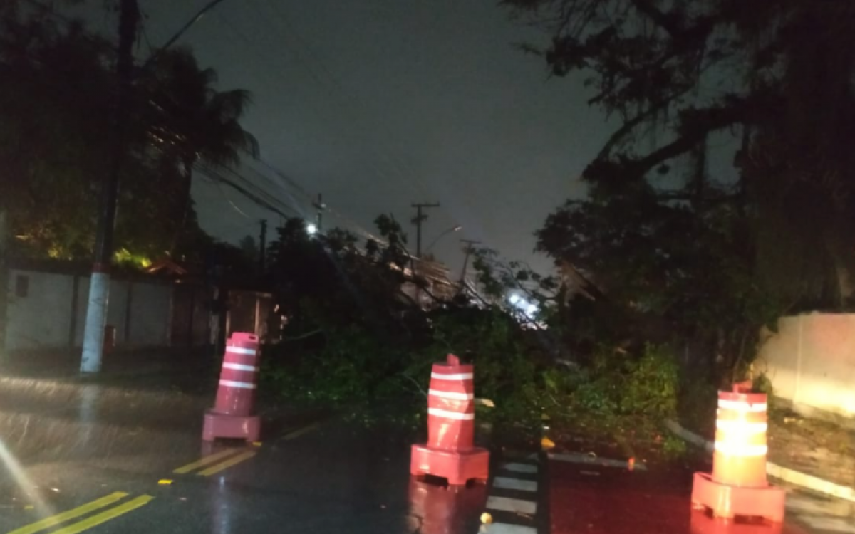 Árvore caiu no meio da rua - Foto: Maurício Peçanha