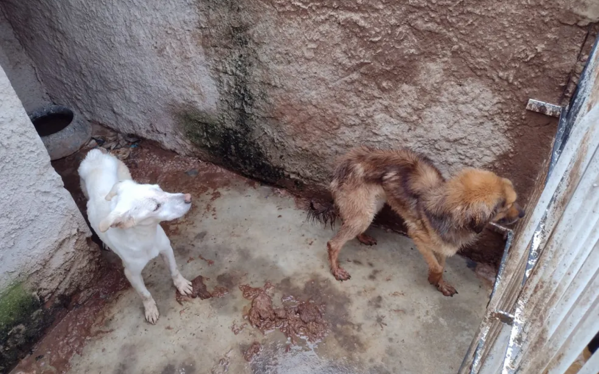 Animais estavam em condi&ccedil;&otilde;es insalubres de higiene e alimenta&ccedil;&atilde;o