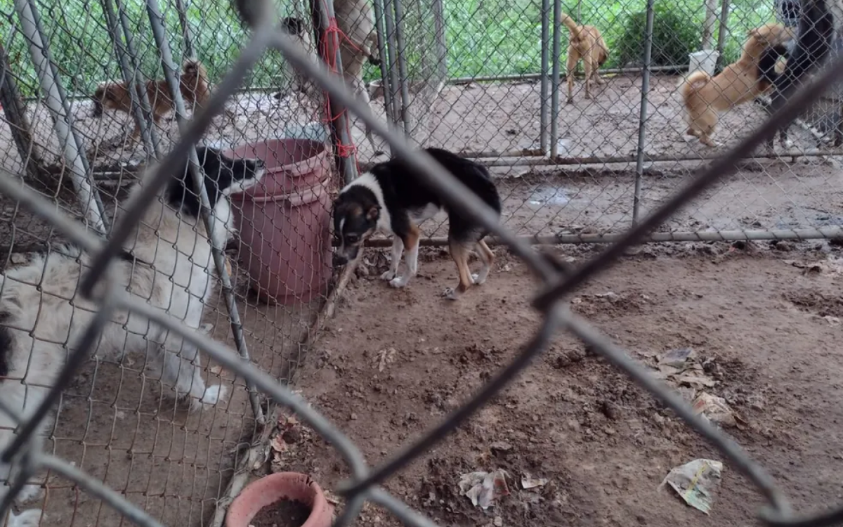 Animais estavam em condi&ccedil;&otilde;es insalubres de higiene e alimenta&ccedil;&atilde;o