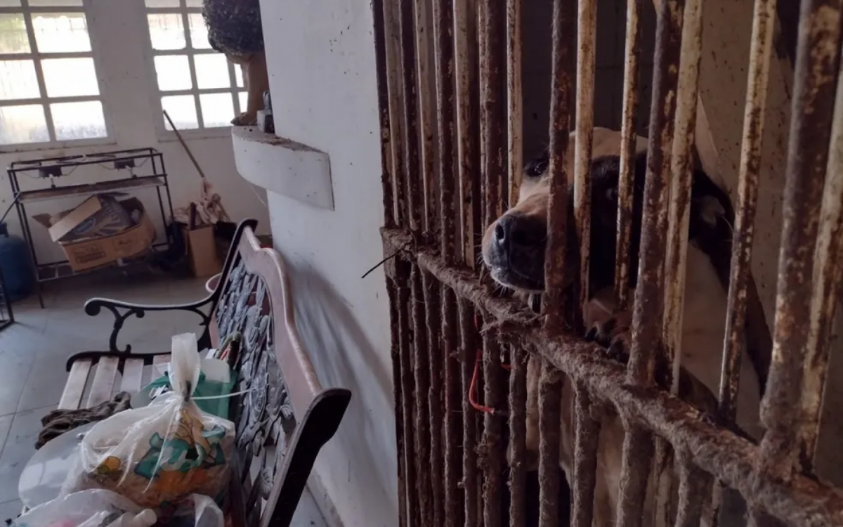 Animais estavam em condi&ccedil;&otilde;es insalubres de higiene e alimenta&ccedil;&atilde;o