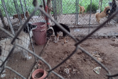 Justiça torna ré mulher que manteve 300 cães e gatos em 'situação deplorável'