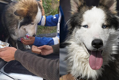 Cachorro é resgatado após 23 dias preso sob escombros na Turquia