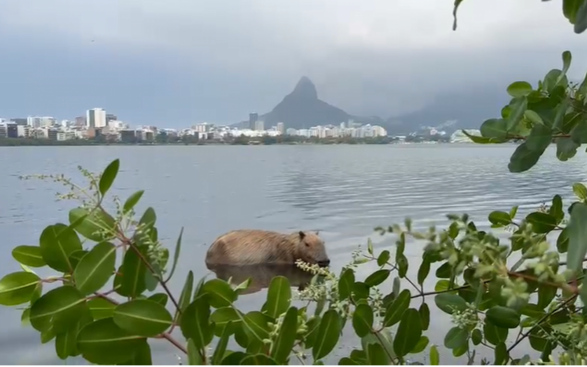 O corpo eu já tenho em 2023  Capivara, Fotos de capivara, Capivaras