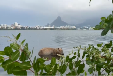 Capivara Margarida é encontrada morta na Lagoa Rodrigo de Freitas