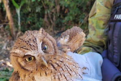Guarda Municipal de Maricá resgata coruja ferida no Boqueirão