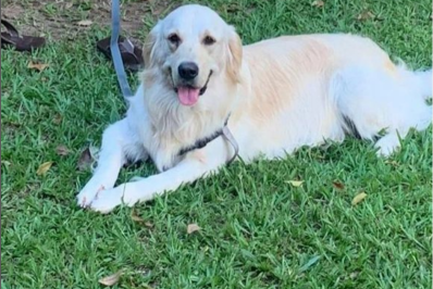 Vaquinha para cachorro baleado na Zona Norte passa da metade; doações continuam