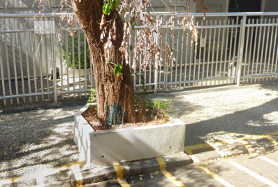 Após dois meses de investigação, Polícia diz que ainda não há suspeito de envenenar árvores na Tijuca