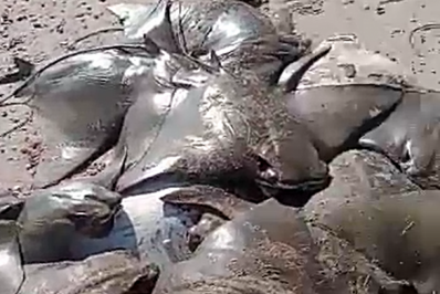 Ambientalista aponta descaso do poder público após aparecimento de arraias mortas no Fundão
