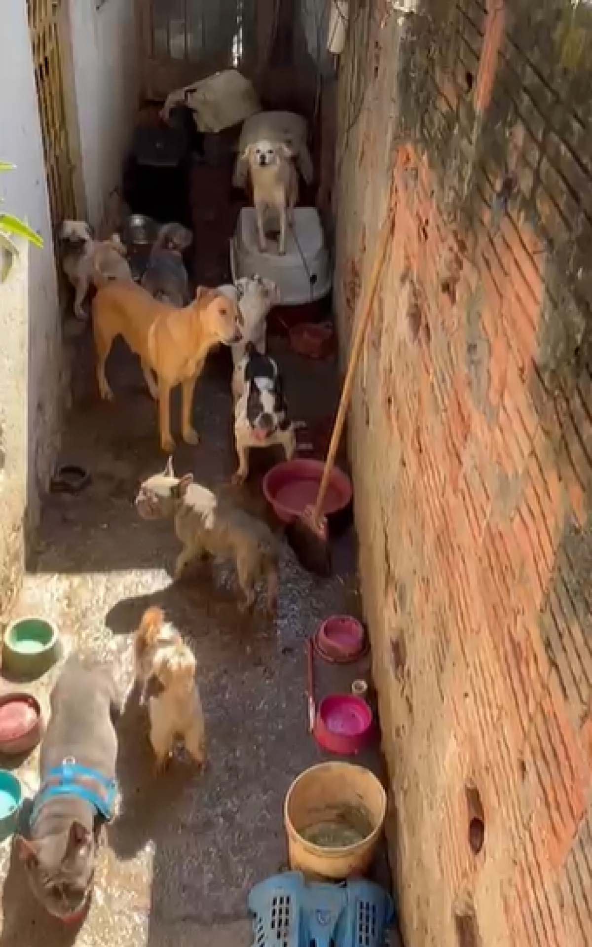 Mais de 70 cães foram resgatados - Divulgação / Polícia Civil