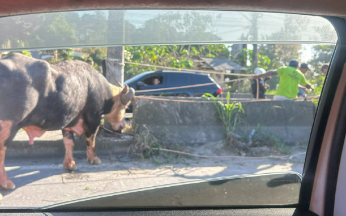 O trânsito precisou ser interrompido para a retirada do búfalo