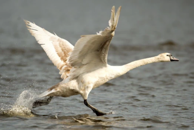 Adolescentes são detidos por matar e comer cisne nos EUA