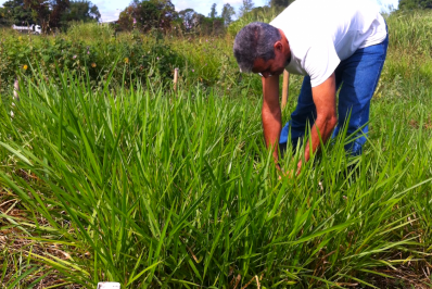 Biocarvão: solução menos impactante para a agropecuária