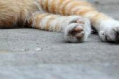 Matança de gatos em Geribá, Búzios, levanta alerta contra maus-tratos a animais