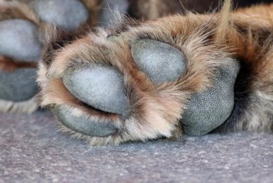 Milionários procuram babá para cachorros com salário de R$ 51 mil