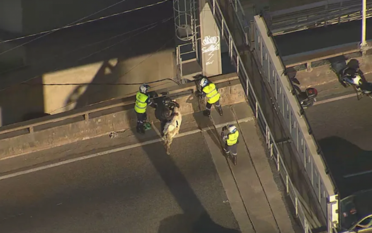 Agentes da CET-Rio conteram o animal