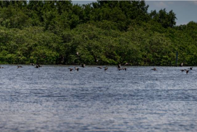 Adolescentes de 15 a 17 anos podem se inscrever para Ecoclube Serra Mar