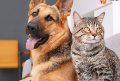 Castração de cães e gatos é estimulada pela Prefeitura de São Gonçalo