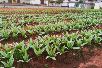 Assistência Social prioriza ações da política social e debate segurança alimentar e nutricional