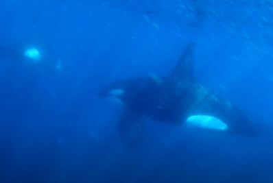 EUA: Ataque raro de baleia orca contra tubarão é registrado