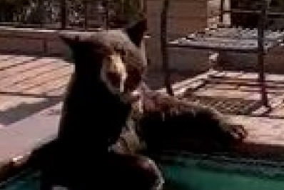 Urso mergulha em piscina de casa na Califórnia para fugir da onda de calor