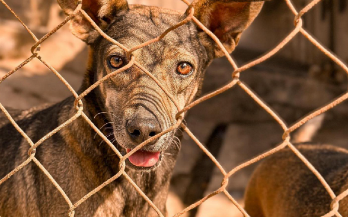 Cerca de 850 animais estão disponíveis para adoção no abrigo municipal Fazenda Modelo