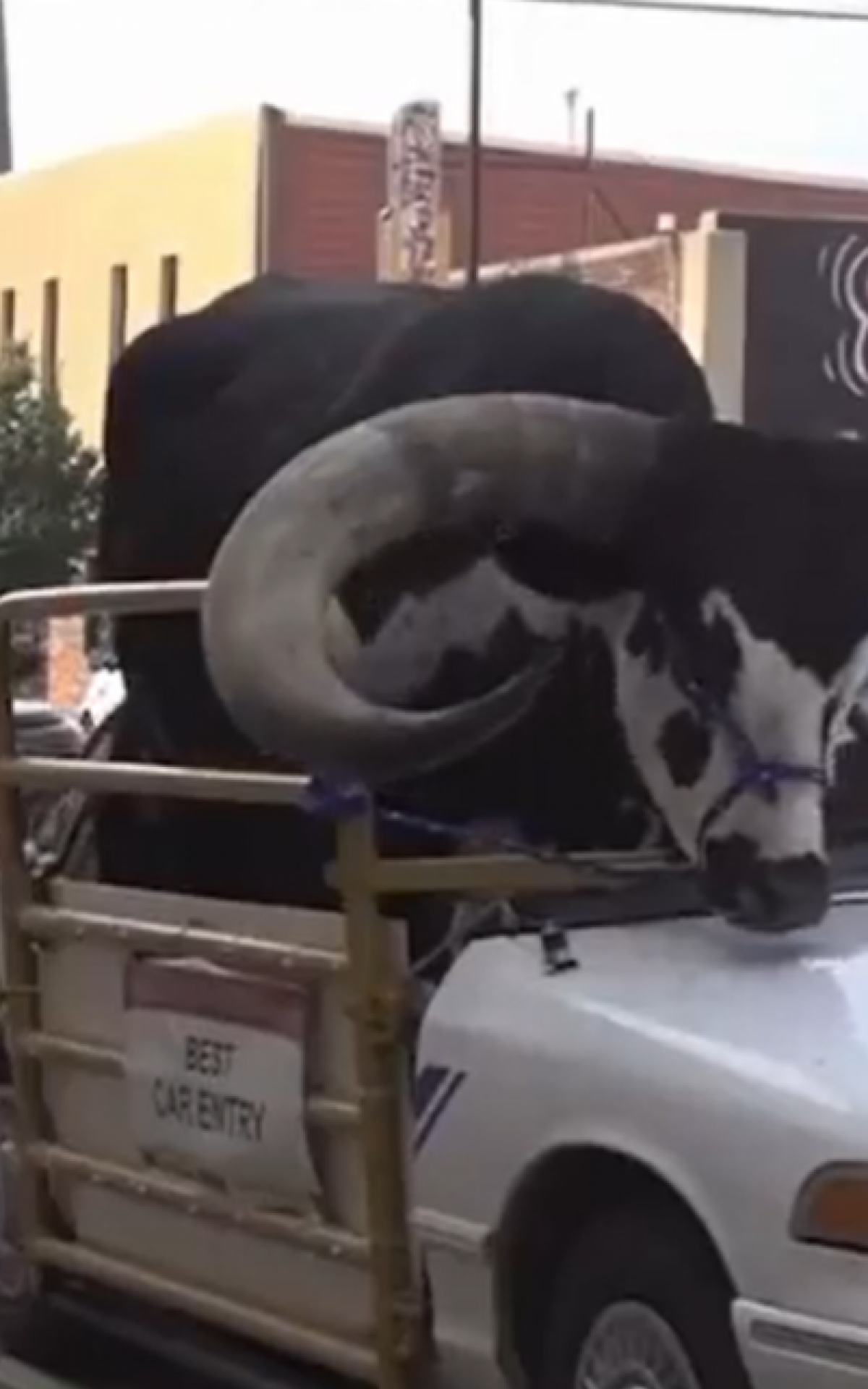 Touro gigante é transportado no banco do passageiro de carro nos EUA