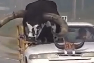 Polícia para carro com touro gigante no banco de passageiro nos EUA