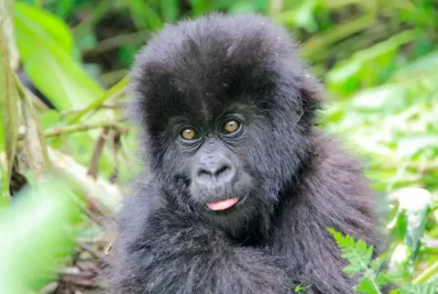 Unesco alerta para situação crítica dos grandes primatas