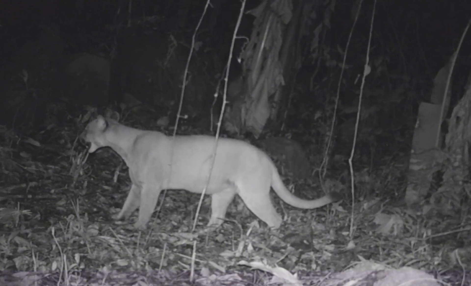 Felino foi flagrado por câmeras de monitoramento em unidade de conservação no bairro Espraiado - Divulgação