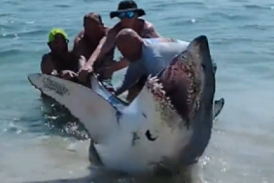 Tubarão-mako encalhado em praia é salvo por banhistas nos EUA