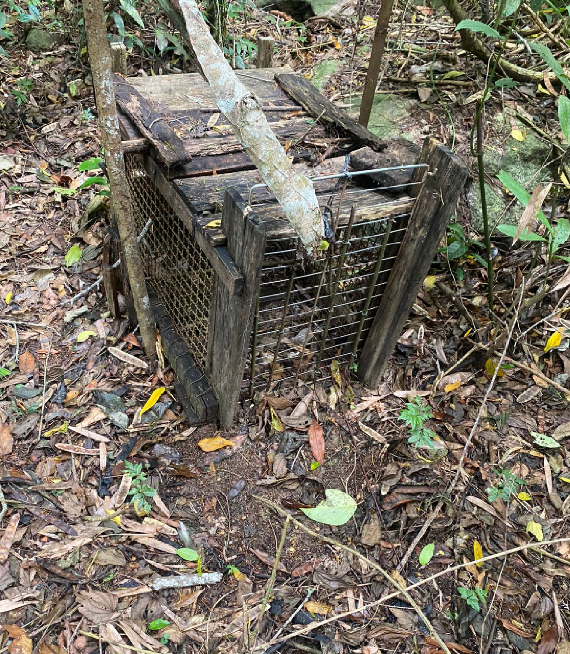 Material foi encontrado em uma área de mata